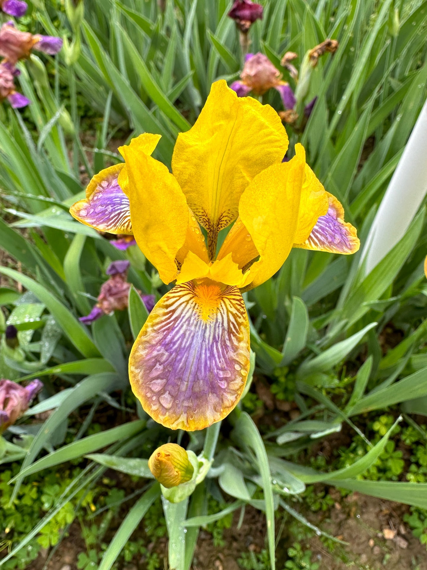 The flower Madam President - Miniature Tall Bearded Iris (MTB)