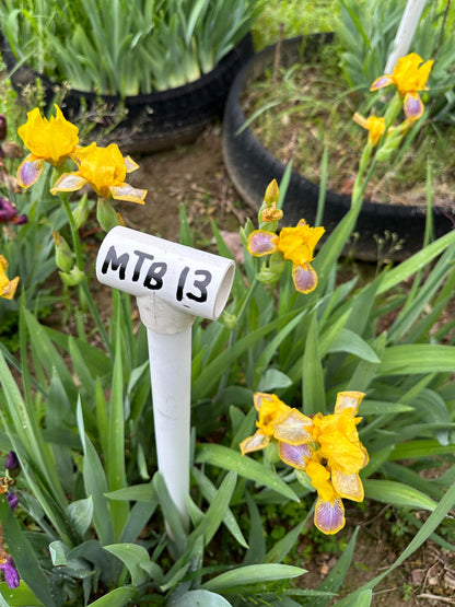 The flower Madam President - Miniature Tall Bearded Iris (MTB)