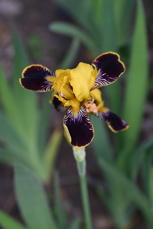 The flower Bumblebee Deelite - Miniature Tall Bearded Iris (MTB)