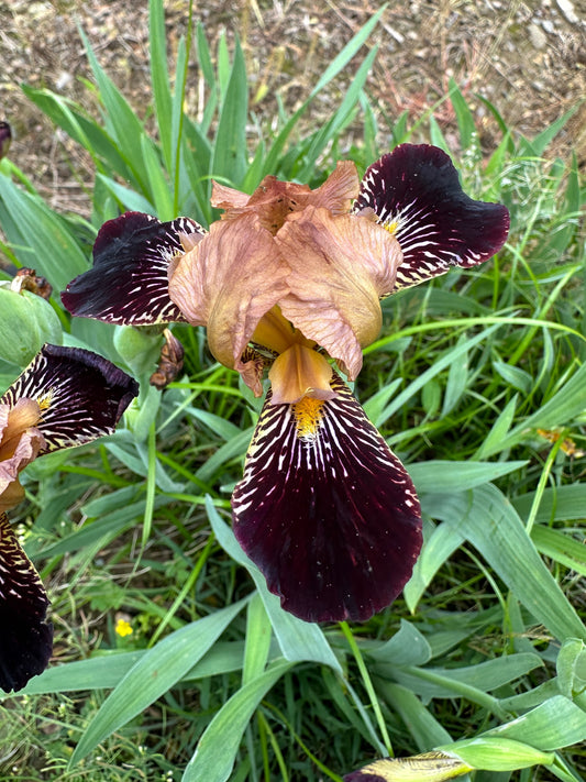 The flower Bold Imp - Miniature Tall Bearded Iris (MTB)