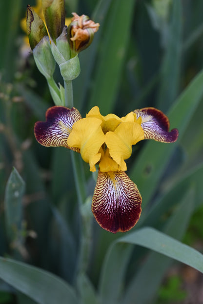 The flower Flashing Beacon - Miniature Tall Bearded Iris (MTB)