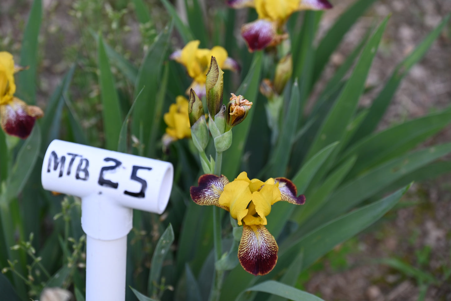 The flower Flashing Beacon - Miniature Tall Bearded Iris (MTB)