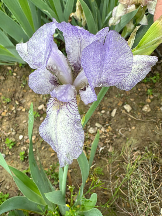 The flower Petite Monet - Miniature Tall Bearded Iris (MTB)