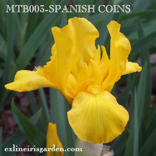 The flower Spanish Coins - Miniature Tall Bearded Iris (MTB)