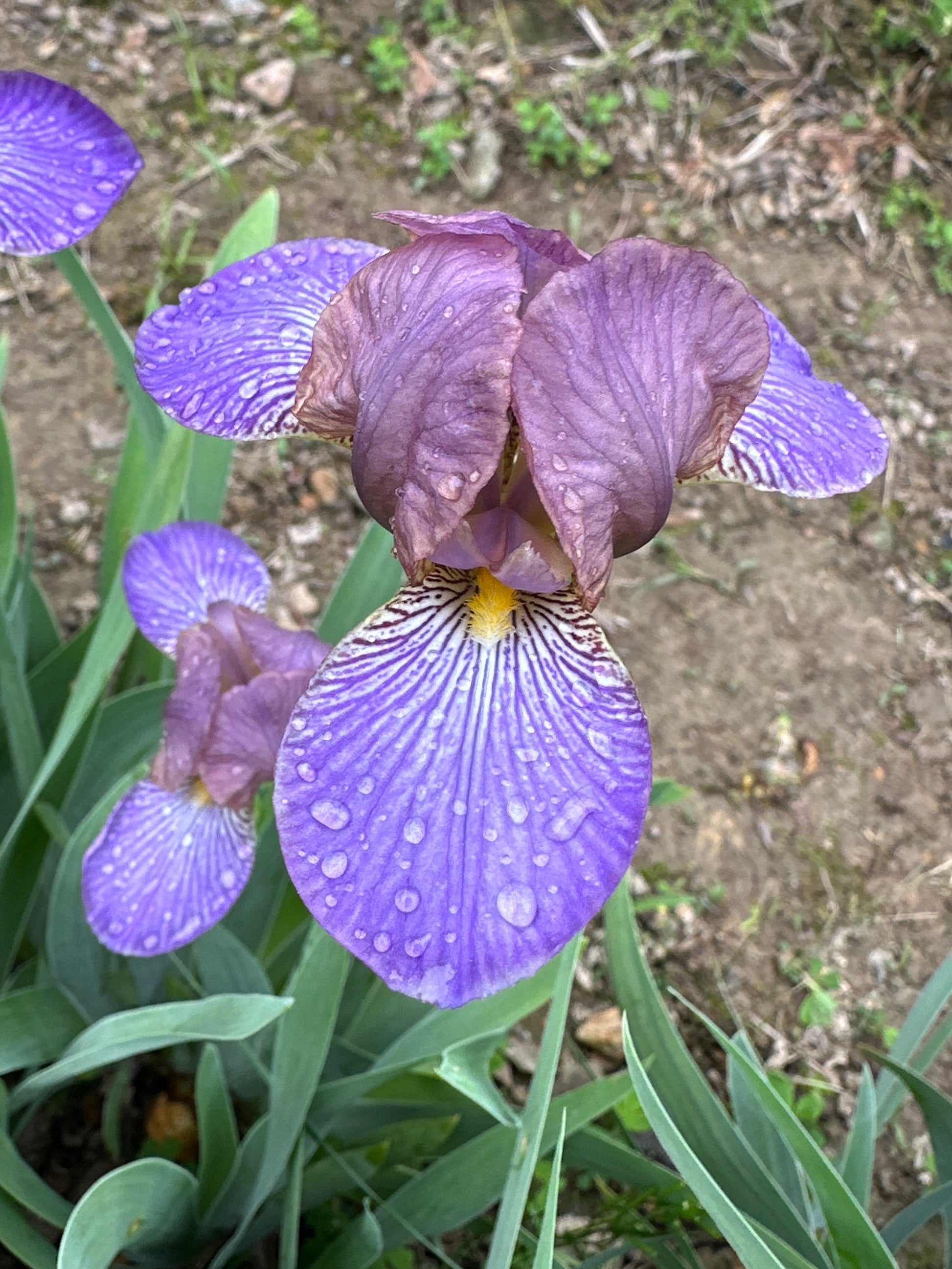 The flower Bangles - Miniature Tall Bearded Iris (MTB)