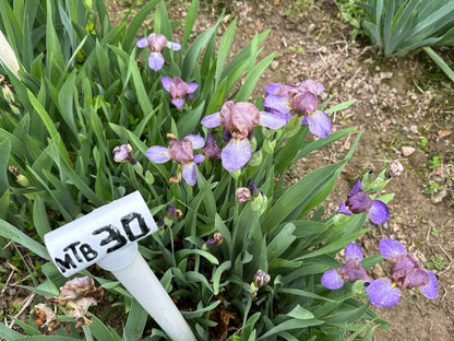 The flower Bangles - Miniature Tall Bearded Iris (MTB)