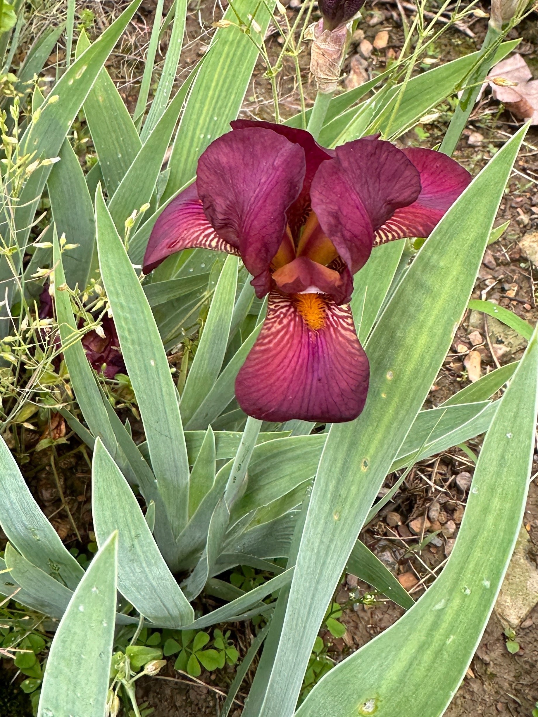 The flower Cheese And Wine - Miniature Tall Bearded Iris (MTB)