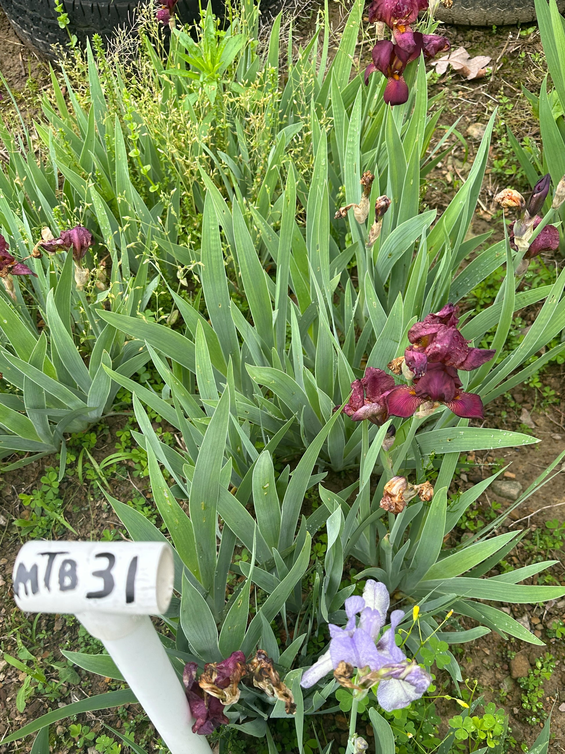 The flower Cheese And Wine - Miniature Tall Bearded Iris (MTB)