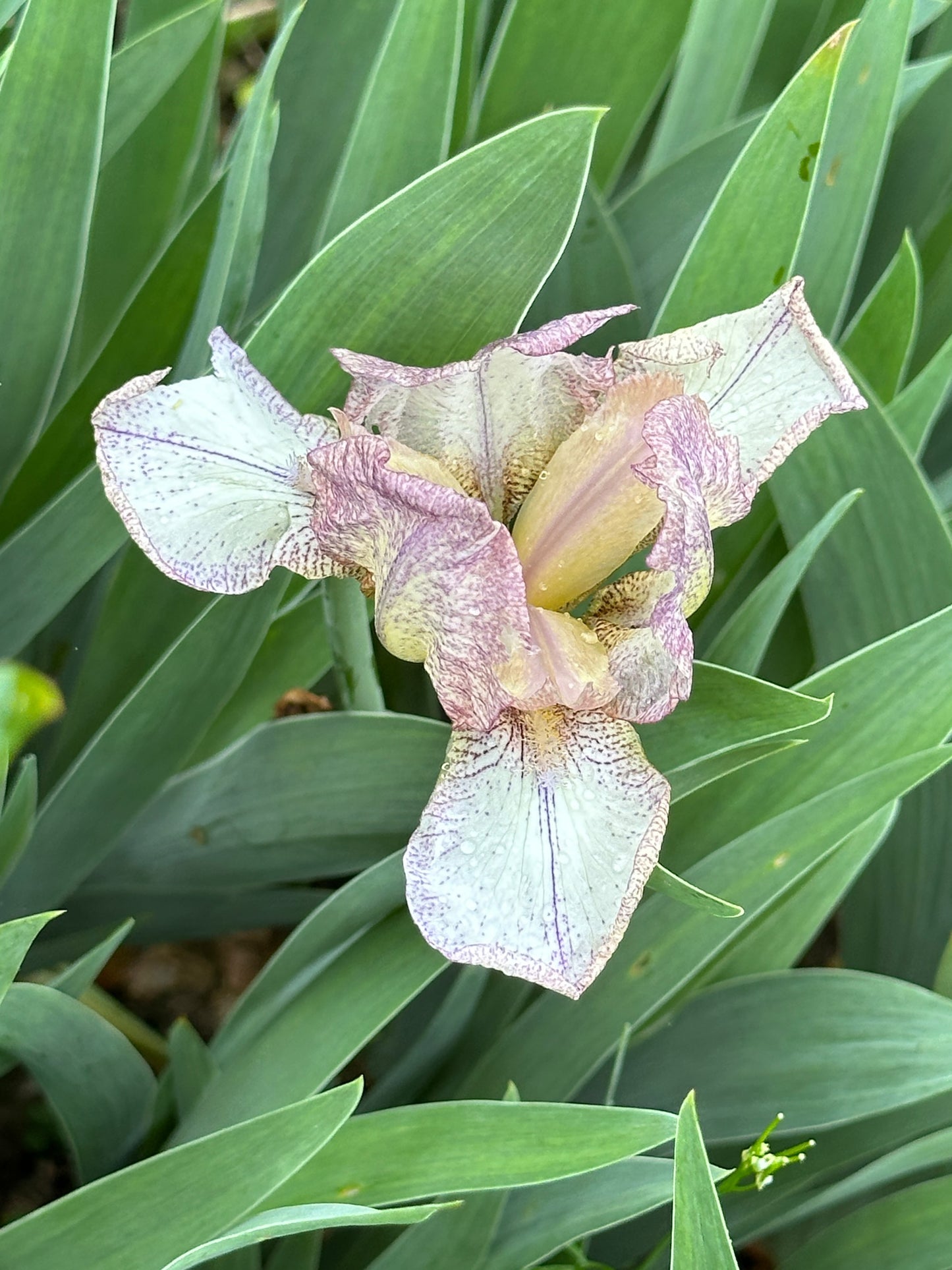 The flower Linda Lou - Miniature Tall Bearded Iris (MTB)