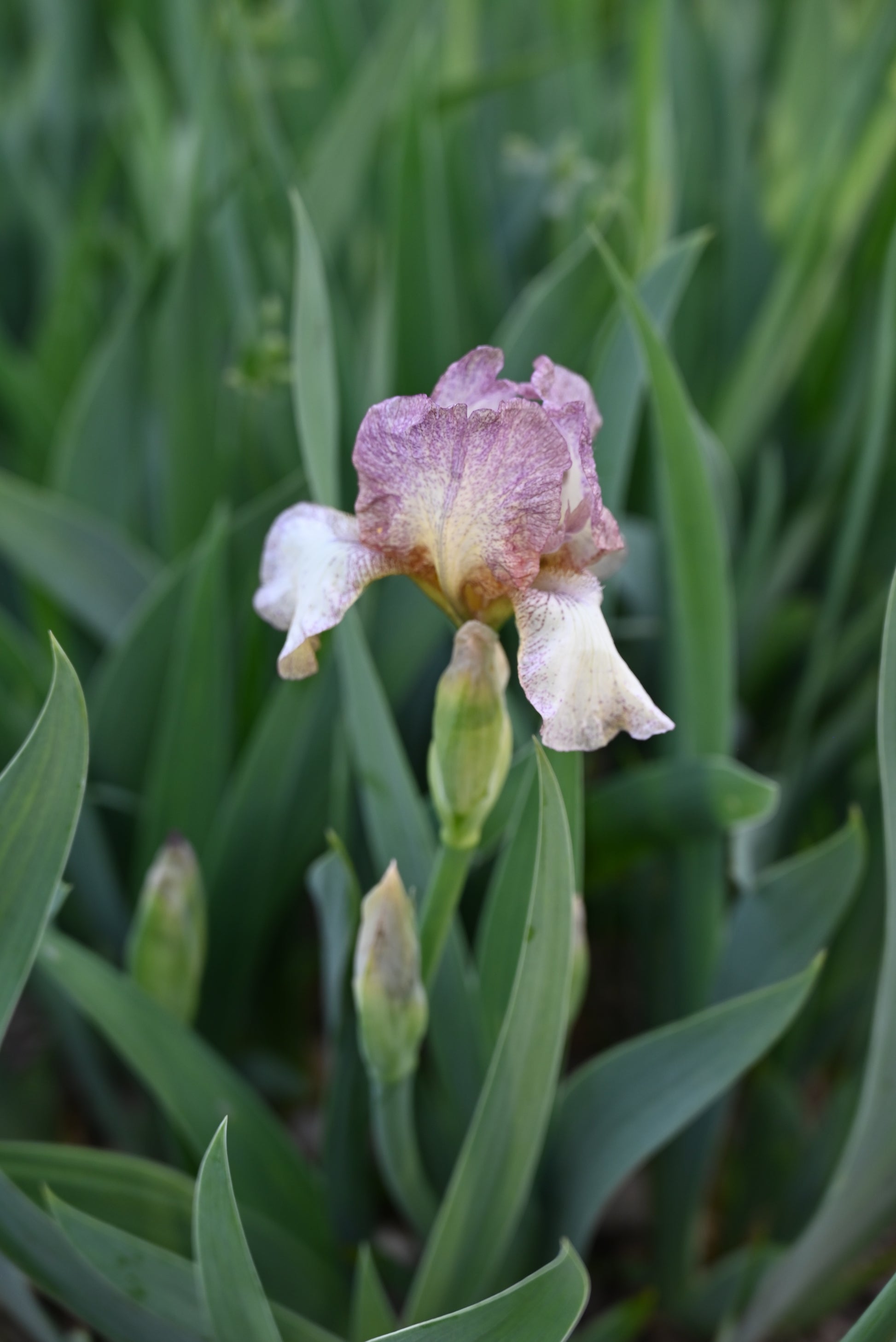 The flower Linda Lou - Miniature Tall Bearded Iris (MTB)