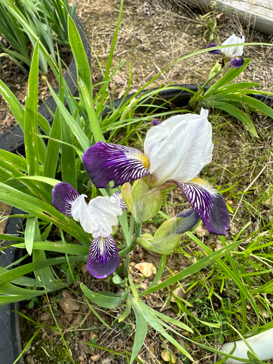 The flower Mini Wabash - Miniature Tall Bearded Iris (MTB)