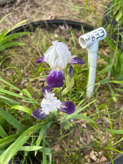 The flower Mini Wabash - Miniature Tall Bearded Iris (MTB)