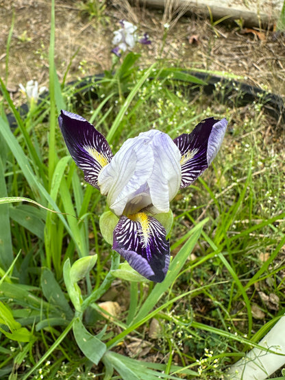 The flower Mini Wabash - Miniature Tall Bearded Iris (MTB)