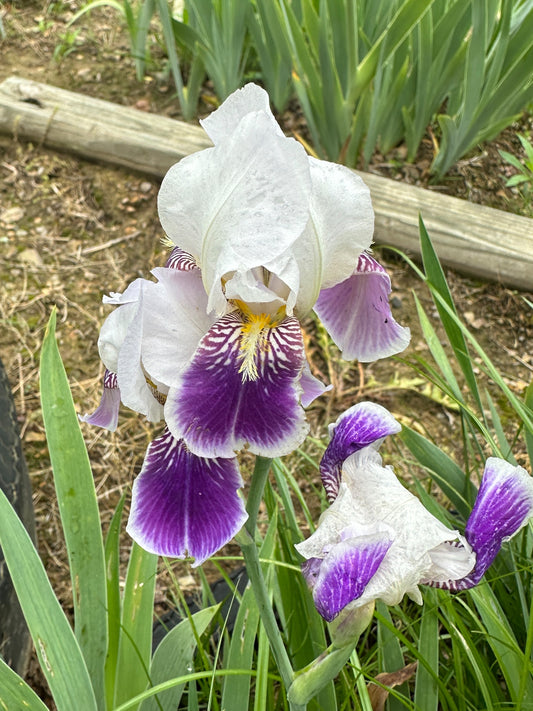 The flower Sweet Charlotte - Miniature Tall Bearded Iris (MTB)