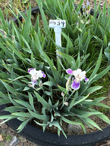 The flower Sweet Charlotte - Miniature Tall Bearded Iris (MTB)