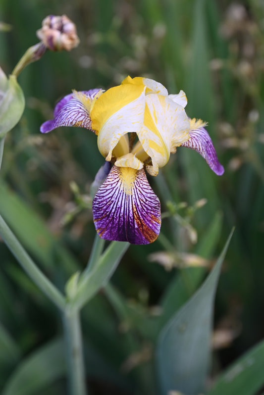 The flower Joseph's Coat Katkamier - Miniature Tall Bearded Iris (MTB)