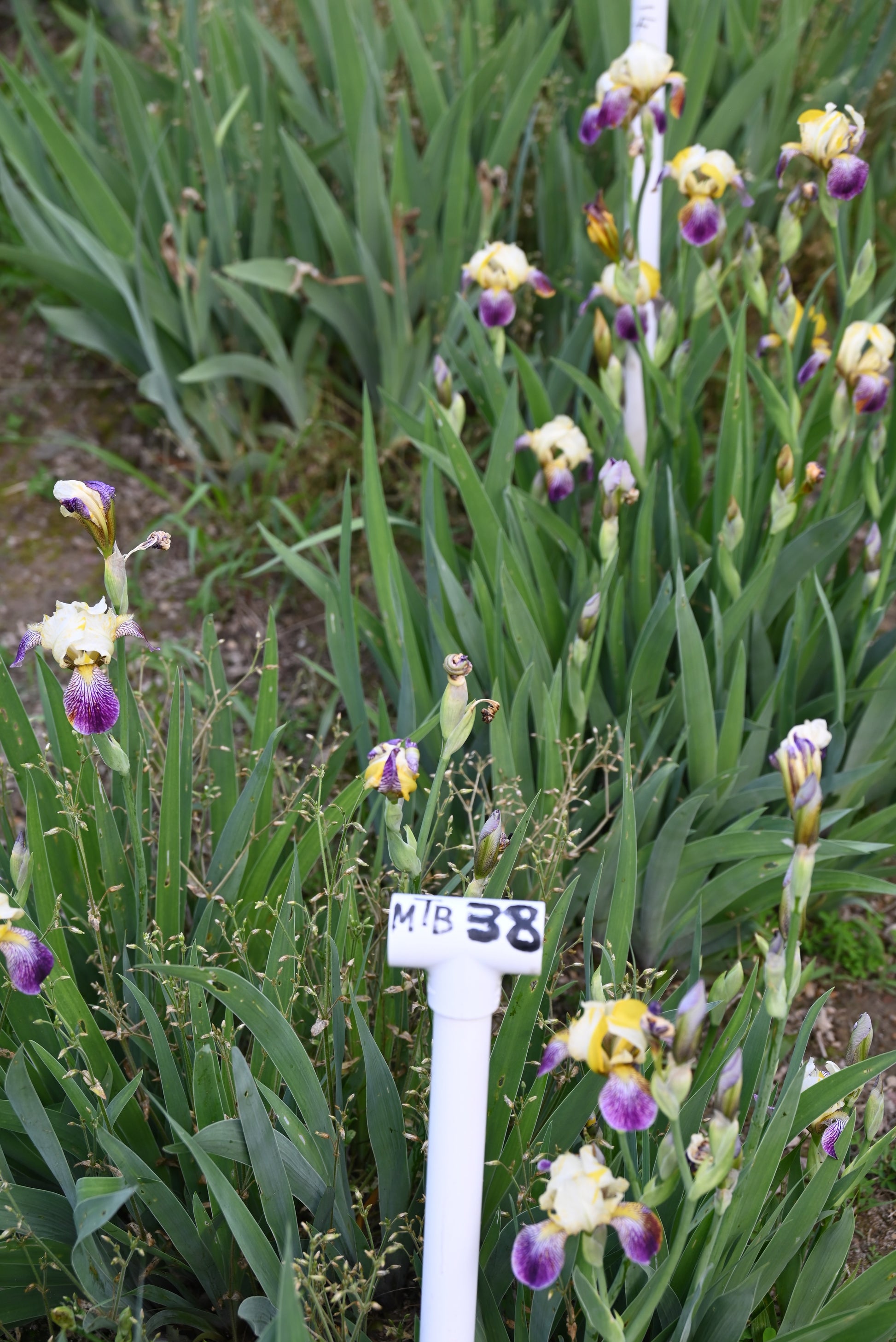 The flower Joseph's Coat Katkamier - Miniature Tall Bearded Iris (MTB)