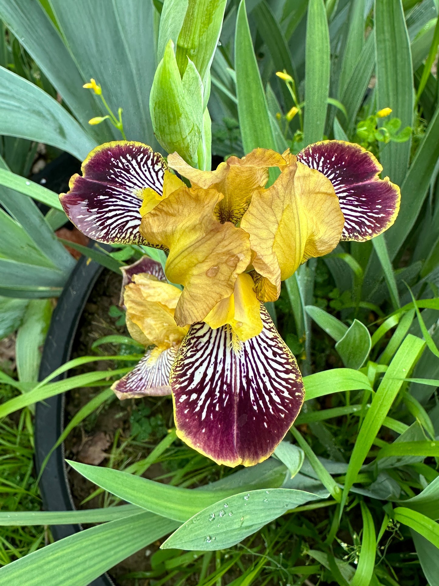 The flower Jack's Pick - Miniature Tall Bearded Iris (MTB)