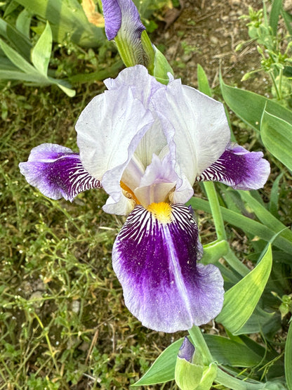 The flower Dividing Line - Miniature Tall Bearded Iris (MTB)