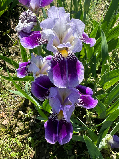 The flower Dividing Line - Miniature Tall Bearded Iris (MTB)