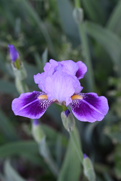 The flower Dividing Line - Miniature Tall Bearded Iris (MTB)