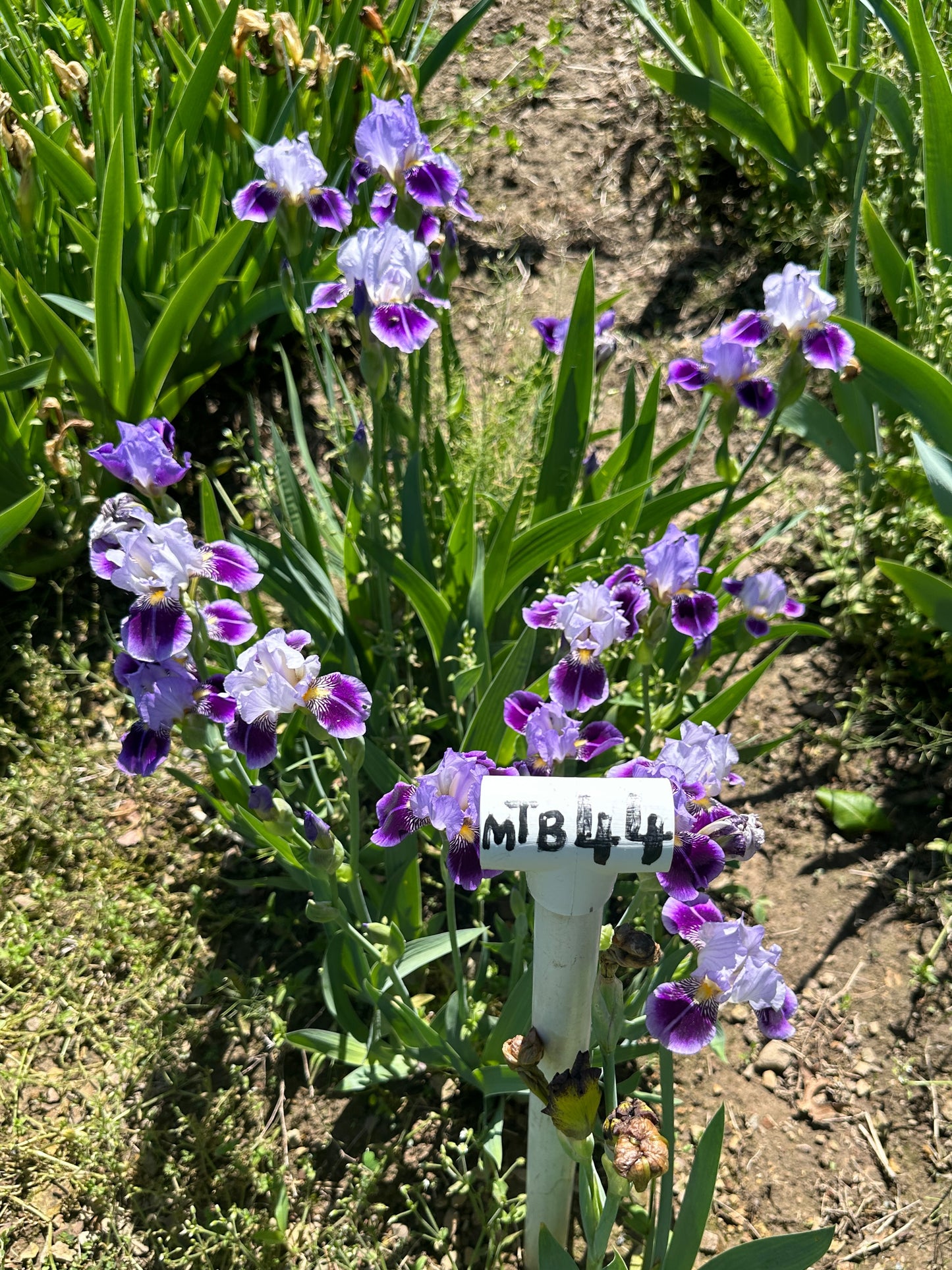 The flower Dividing Line - Miniature Tall Bearded Iris (MTB)