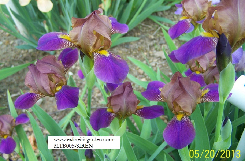 The flower Siren - Miniature Tall Bearded Iris (MTB)