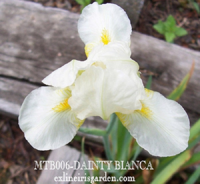 The flower Dainty Bianca - Miniature Tall Bearded Iris (MTB)