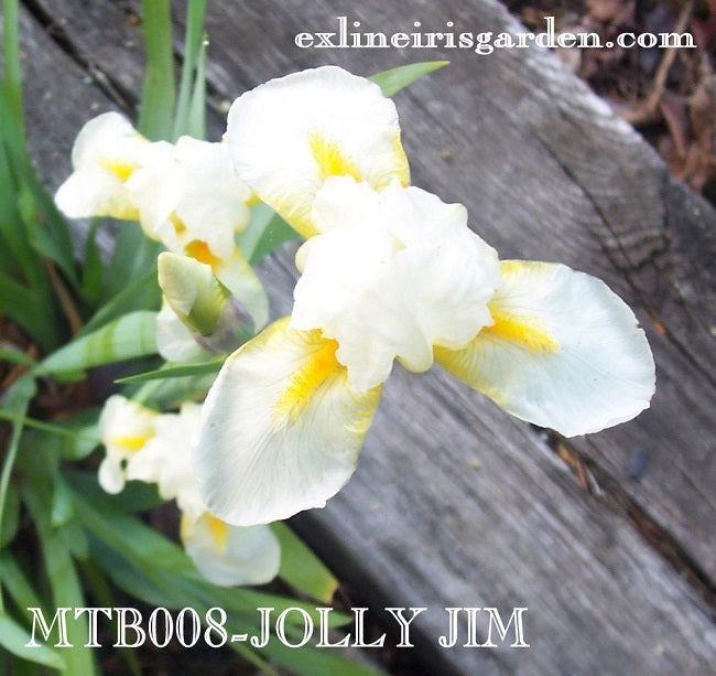 The flower Jolly Jim - Miniature Tall Bearded Iris (MTB)