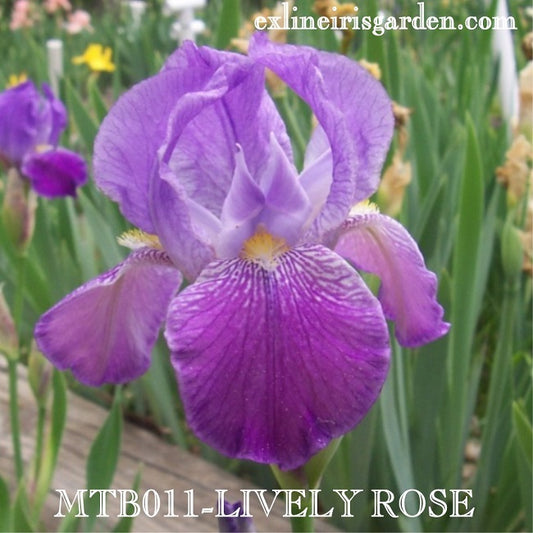 The flower Lively Rose - Miniature Tall Bearded Iris (MTB)