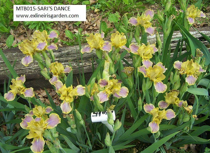 The flower Sari's Dance - Miniature Tall Bearded Iris (MTB)