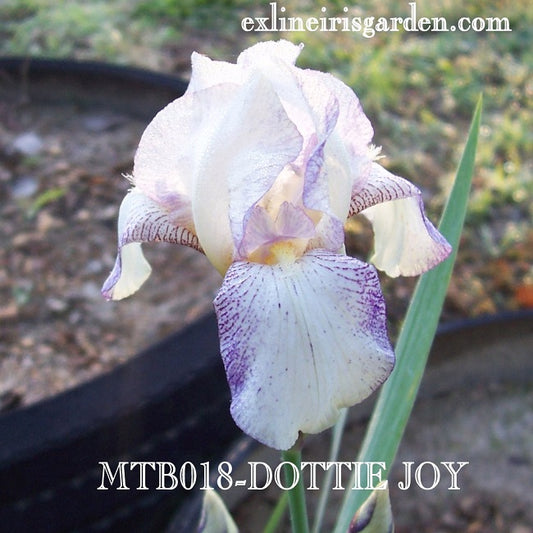 The flower Dottie Joy - Miniature Tall Bearded Iris (MTB)