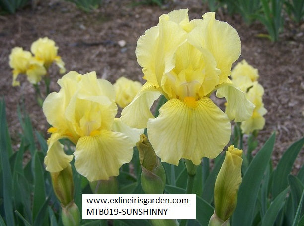 The flower Sunshiny - Miniature Tall Bearded Iris (MTB)