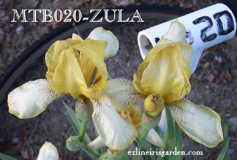 The flower Zula - Miniature Tall Bearded Iris (MTB)