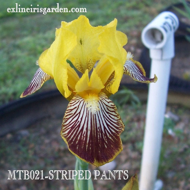 The flower Striped Pants - Miniature Tall Bearded Iris (MTB)