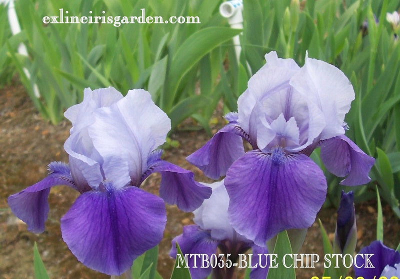 The flower Blue Chip Stock - Miniature Tall Bearded Iris (MTB)