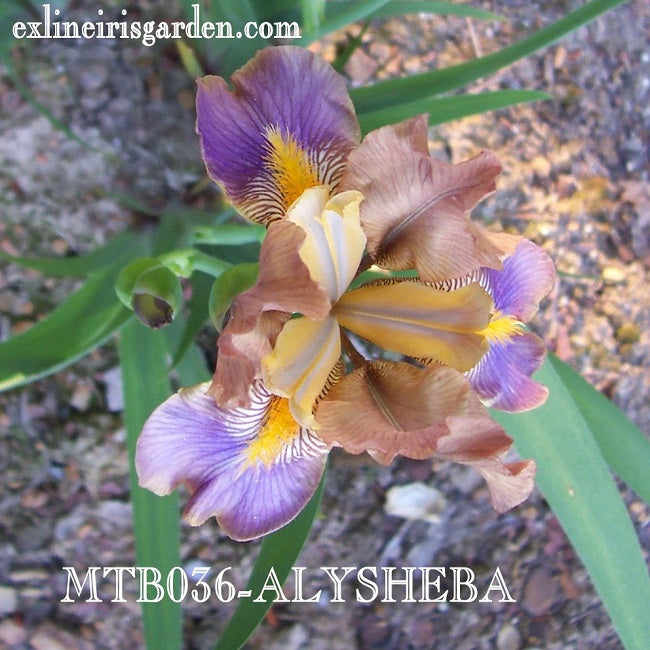 The flower Alysheba - Miniature Tall Bearded Iris (MTB)