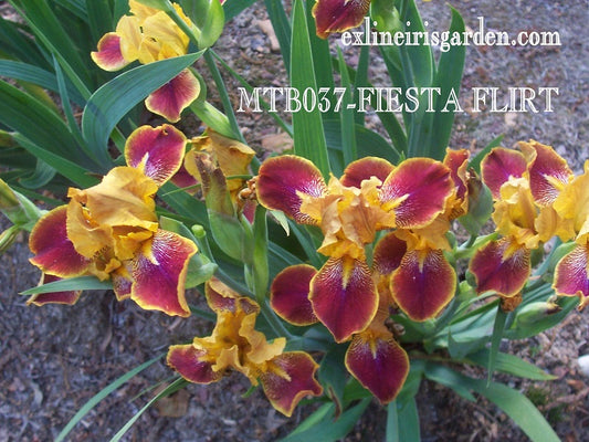 The flower Fiesta Flirt - Miniature Tall Bearded Iris (MTB)