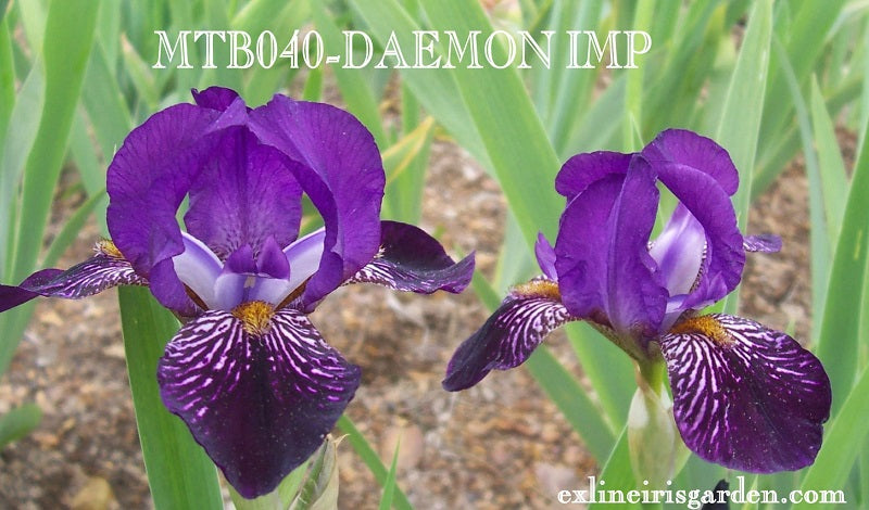 The flower Daemon Imp - Miniature Tall Bearded Iris (MTB)