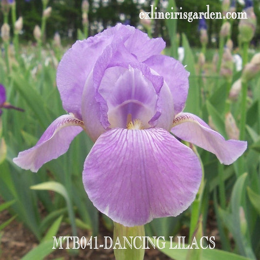 The flower Dancing Lilacs - Miniature Tall Bearded Iris (MTB)