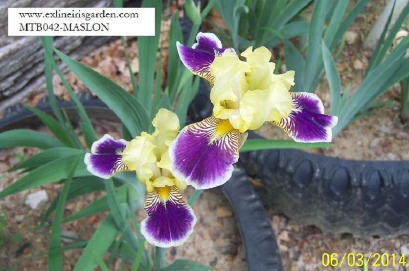 The flower Maslon - Miniature Tall Bearded Iris (MTB)