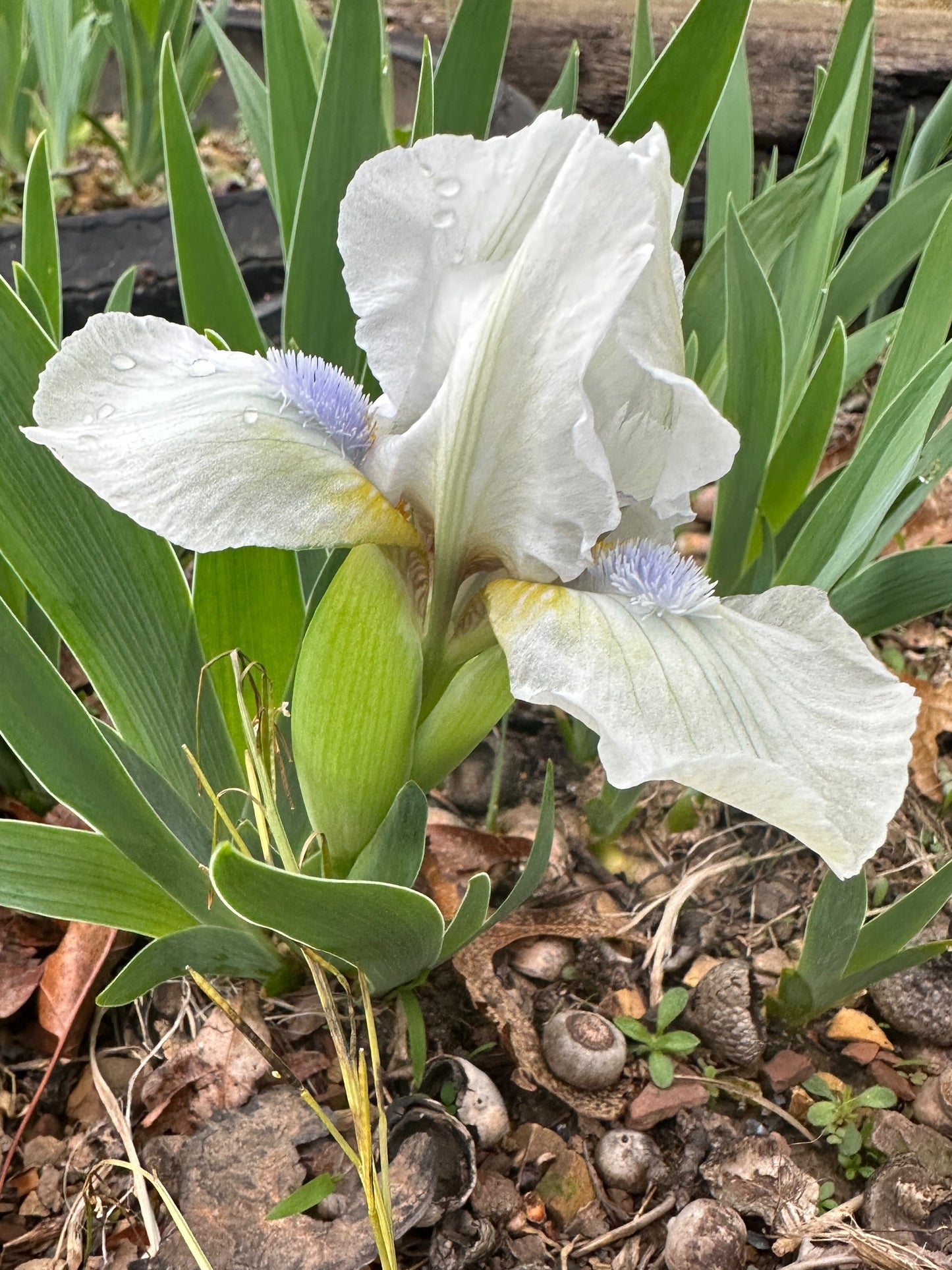 The flower Little Showoff - Standard Dwarf Bearded Iris (SDB)