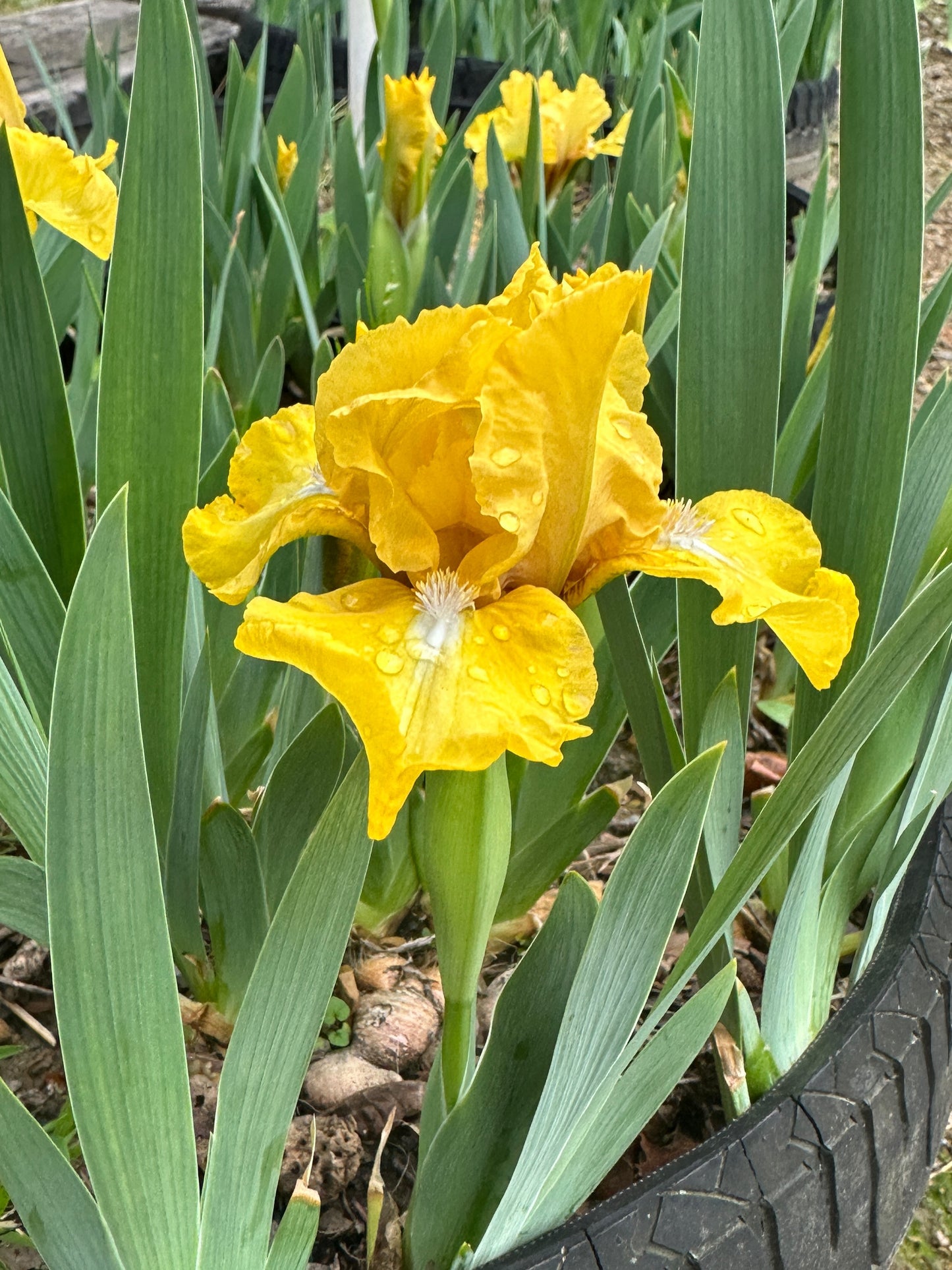 The flower Pretty Tina - Standard Dwarf Bearded Iris (SDB)