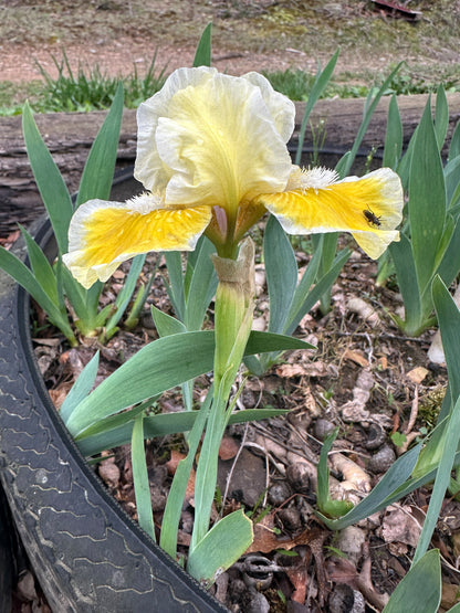 The flower With Castanets - Standard Dwarf Bearded Iris (SDB)