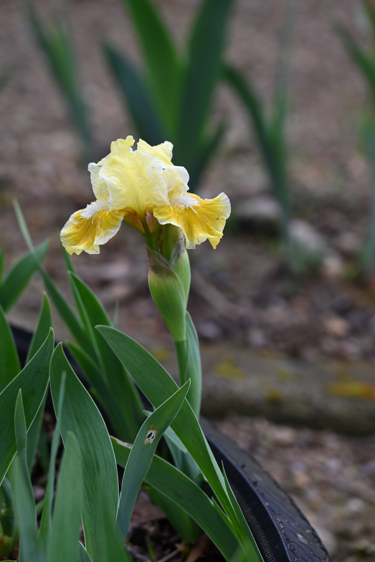 The flower With Castanets - Standard Dwarf Bearded Iris (SDB)