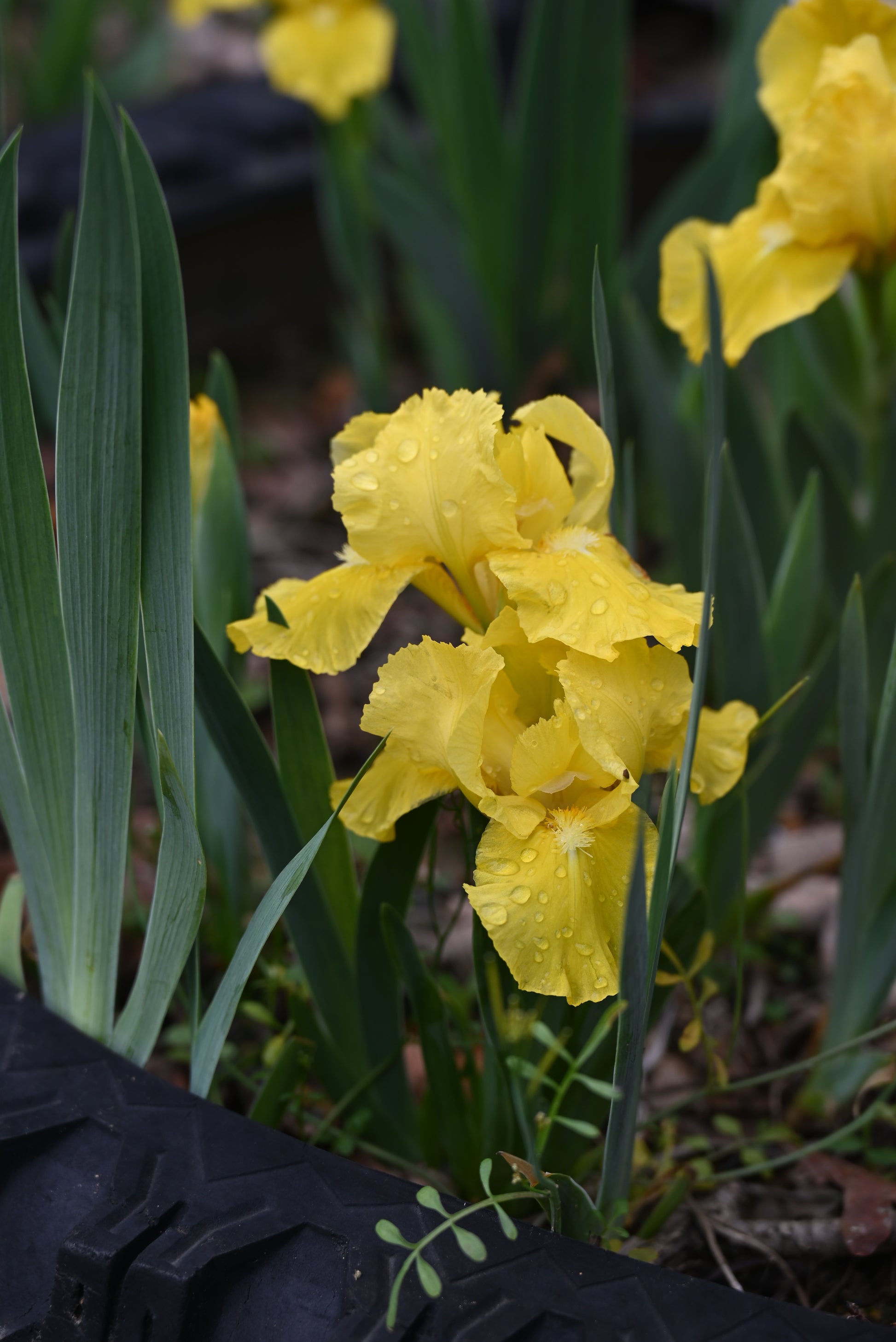 The flower Wake Up - Standard Dwarf Bearded Iris (SDB)