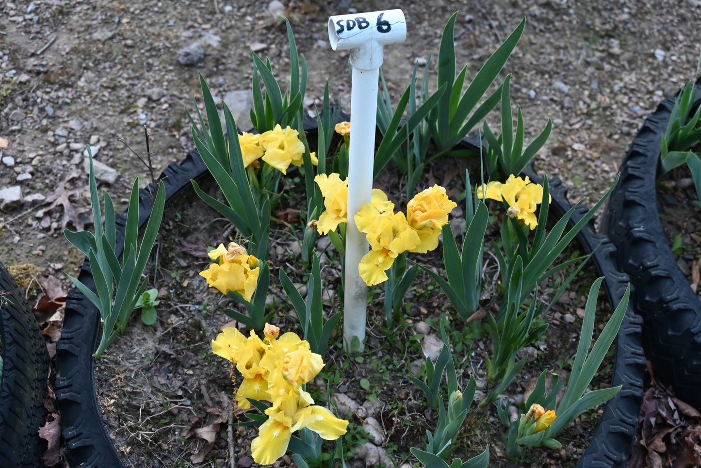 The flower Wake Up - Standard Dwarf Bearded Iris (SDB)