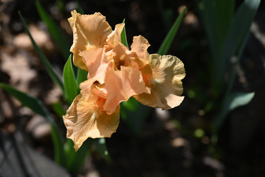 The flower Patacake - Standard Dwarf Bearded Iris (SDB)