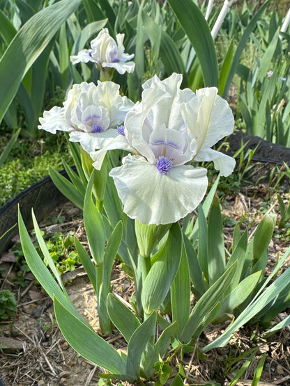 The flower Bluebeard's Ghost - Standard Dwarf Bearded Iris (SDB)