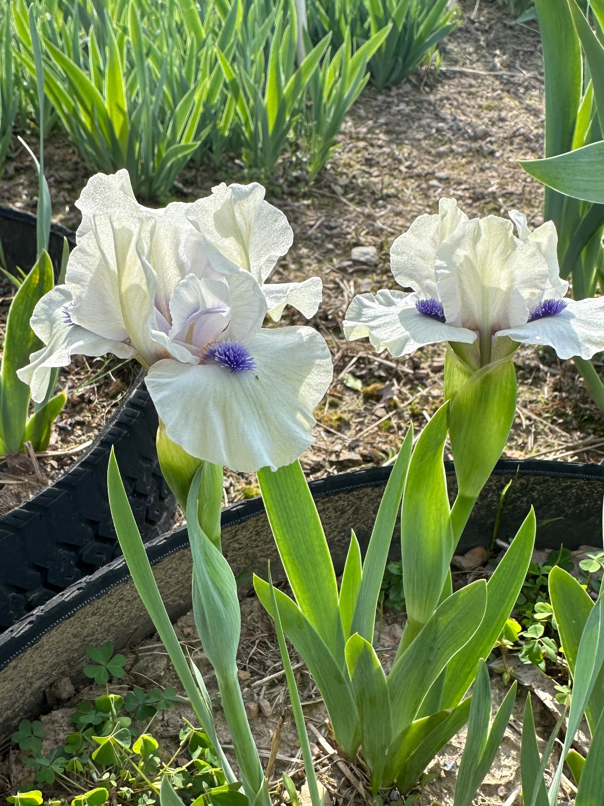 The flower Bluebeard's Ghost - Standard Dwarf Bearded Iris (SDB)